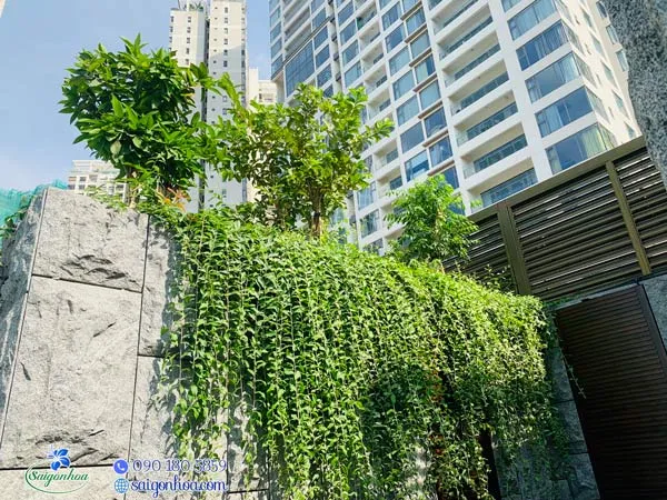 Cúc tần Ấn Độ được trồng trong các công trình kiến trúc