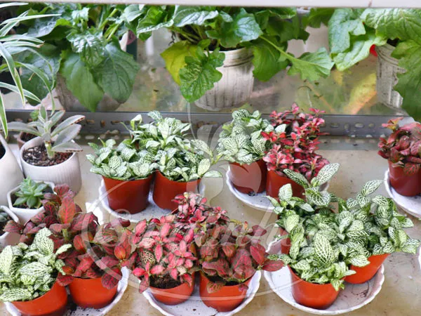 Đội ngũ Sài Gòn Hoa tỉ mỉ trong việc cung cấp cây cảnh