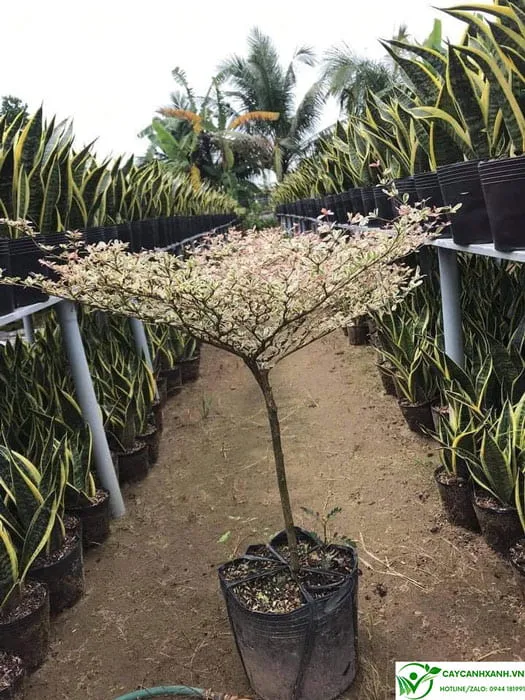 Đặc điểm cây bàng nhật