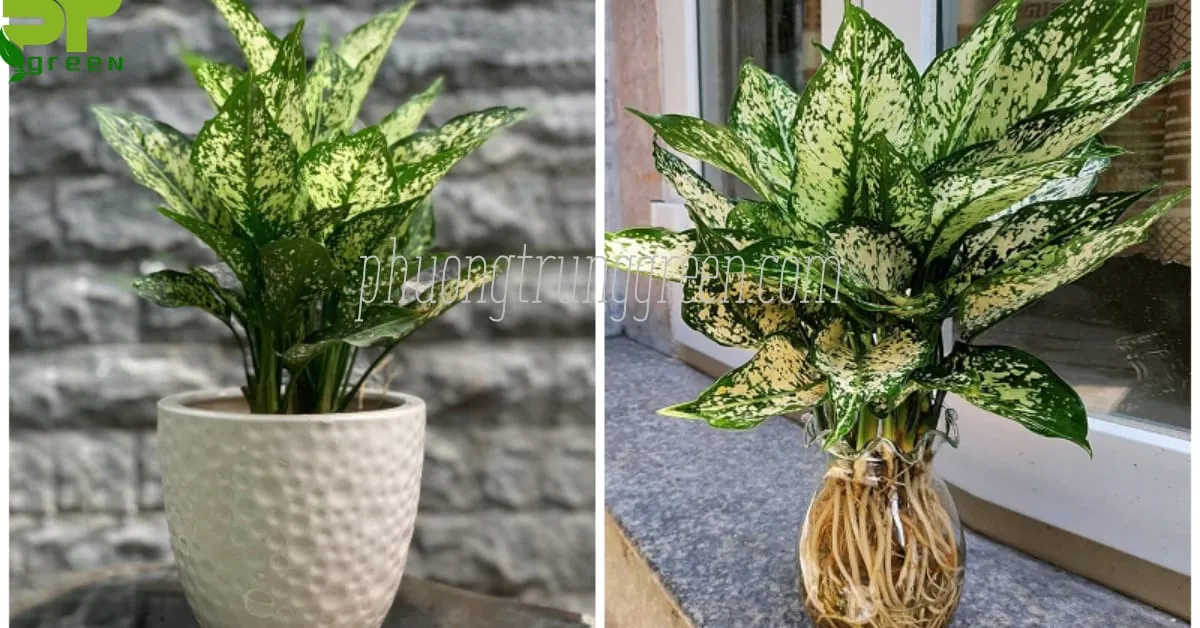 Đặc điểm cây Ngọc Ngân với những chiếc lá xanh trắng độc đáo