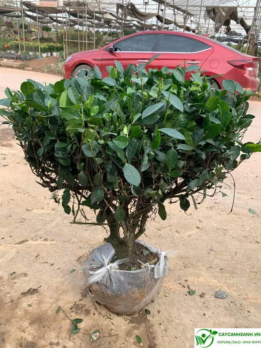 Đặc điểm của cây trà xanh