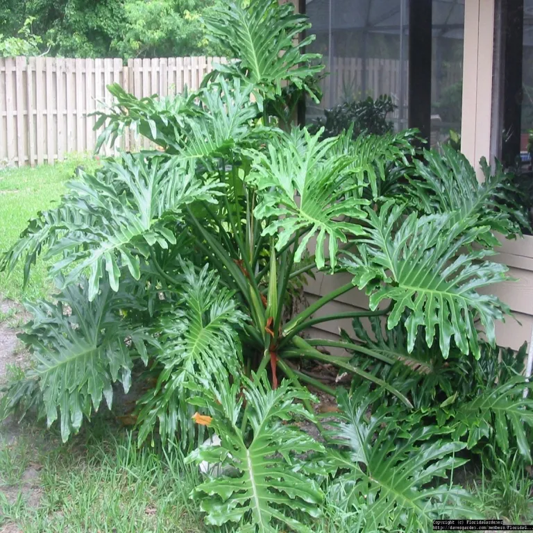 Lá Trầu Bà Thanh Xuân to, xanh thẫm quanh năm