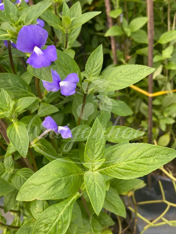 Đặc điểm lá của cây bướm xanh