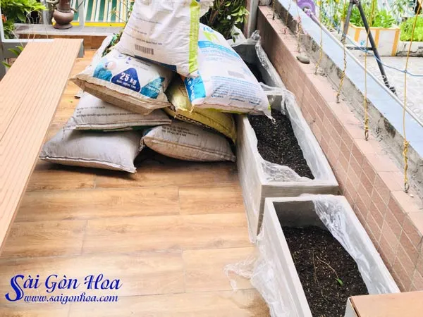 Đất trồng tơi xốp phù hợp cho cây cúc tần