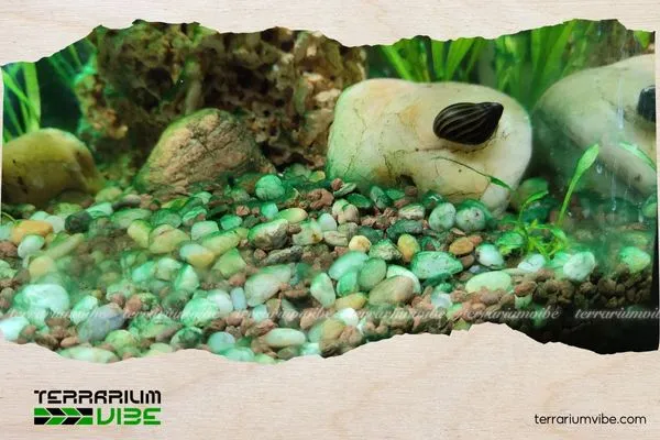 Nguyên nhân và tác hại của rêu nhớt xanh