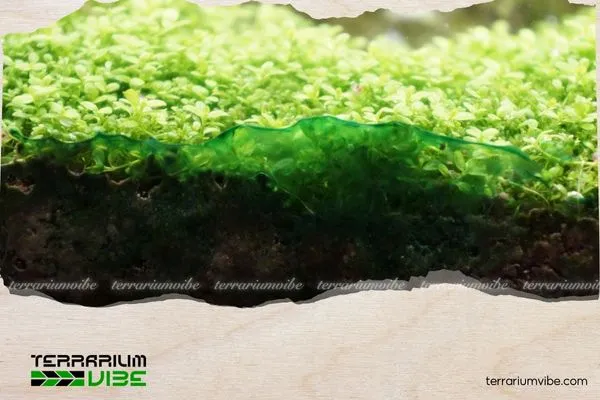 Cách diệt rêu nước xanh khi mới xuất hiện