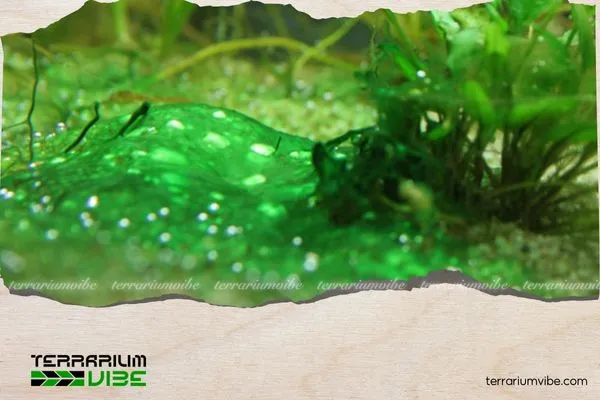 Cách xử lý khi rêu bắt đầu lan rộng trong bể