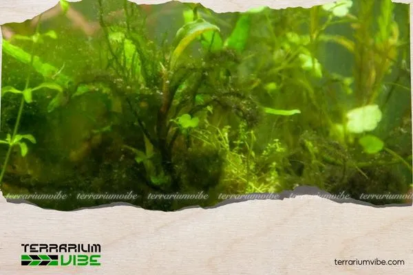 Cách diệt rêu nước xanh khi bể bị nhiễm nặng