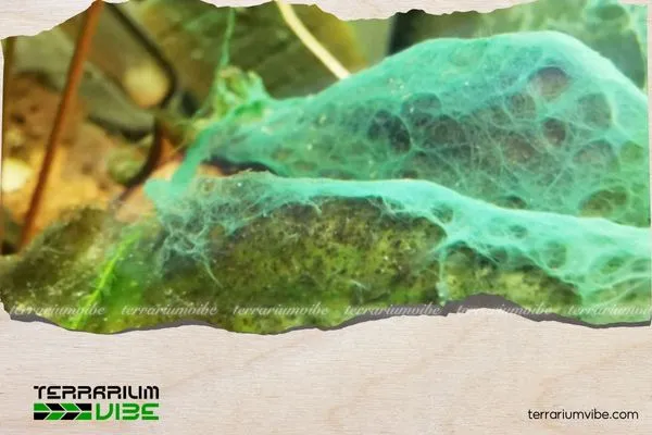 Làm sao để rêu nước xanh không quay trở lại