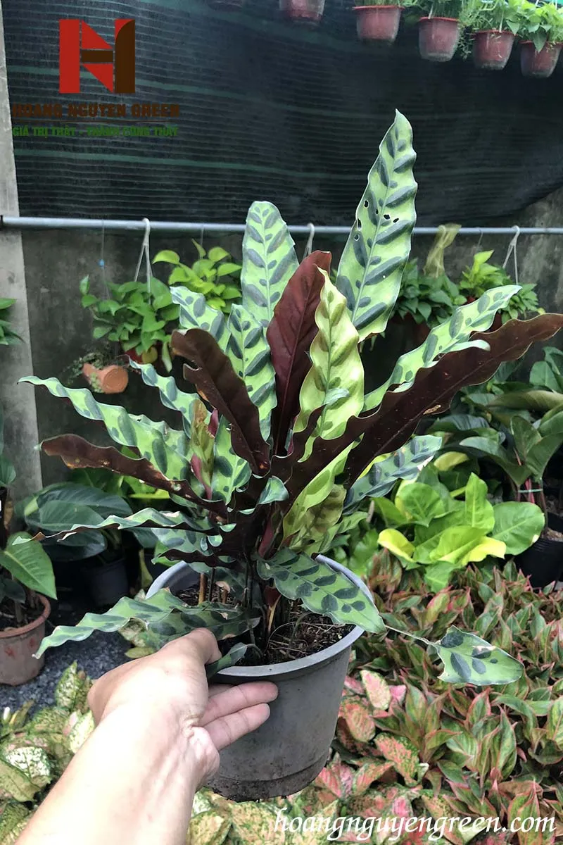 Cây Đuôi Phụng với dáng vẻ độc đáo, ý nghĩa viên mãn.