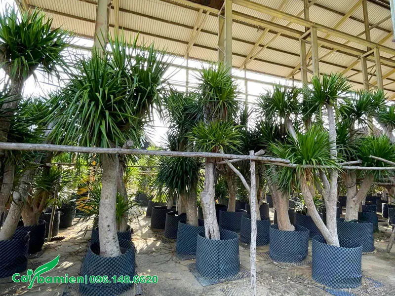 Hàng cây Phát Tài Núi công trình dâm bụ ở nơi dâm mát