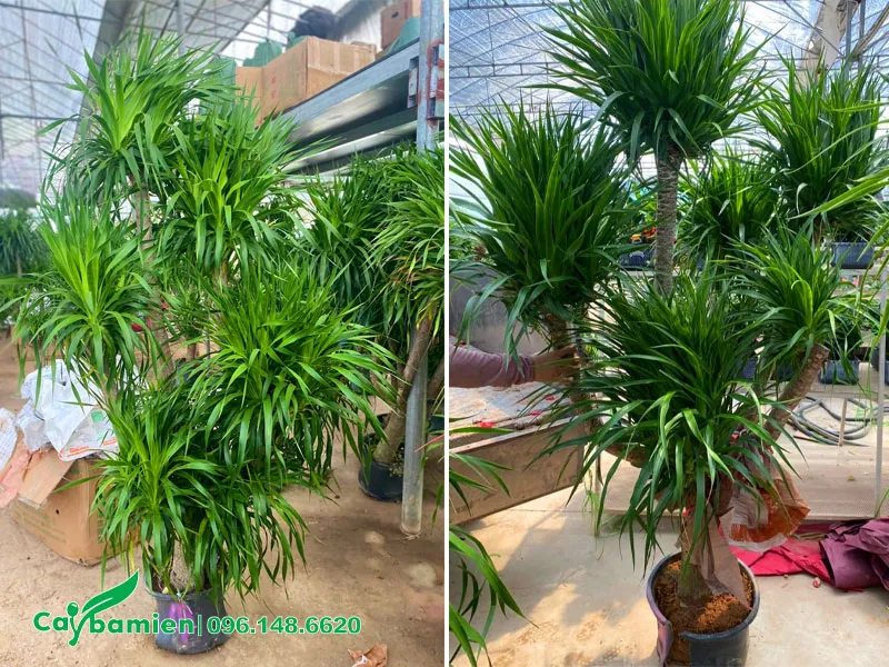 Ngắm những cây phát tài núi cao 2m thích hợp trồng trong nhà