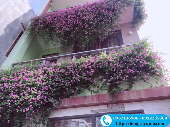 Giàn hoa Ngũ Sắc Tím Rủ