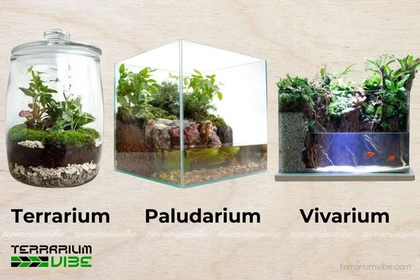 Giới thiệu tổng quan về Terrarium, Vivarium, Paludarium