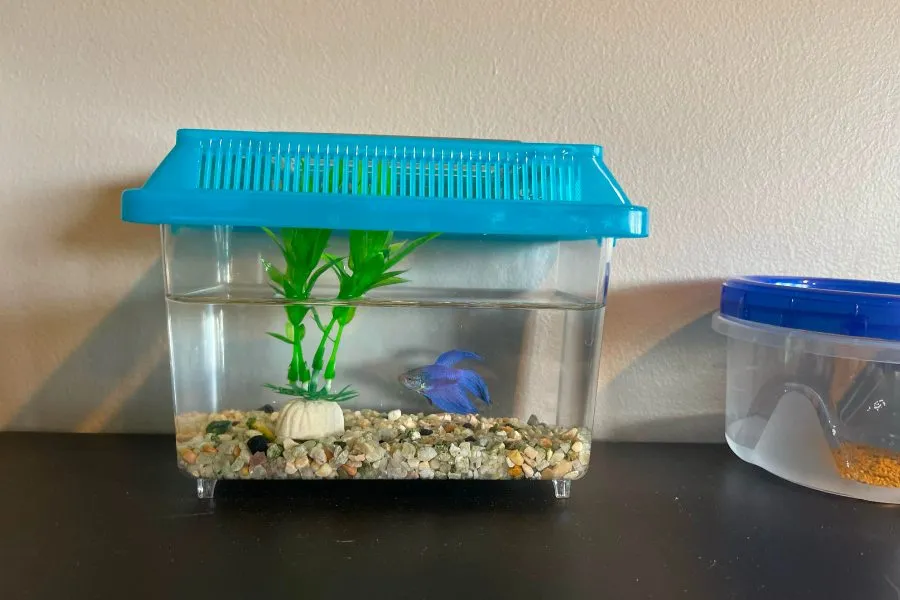 Hồ cá mini tự chế đơn giản dễ thực hiện tại nhà