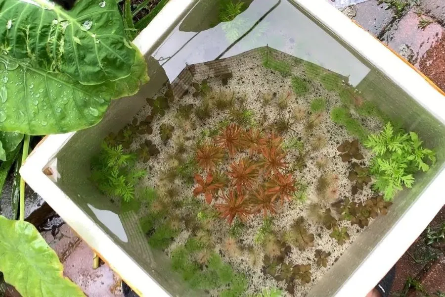 Cách làm hồ cá thủy sinh bằng thùng xốp tiết kiệm chi phí