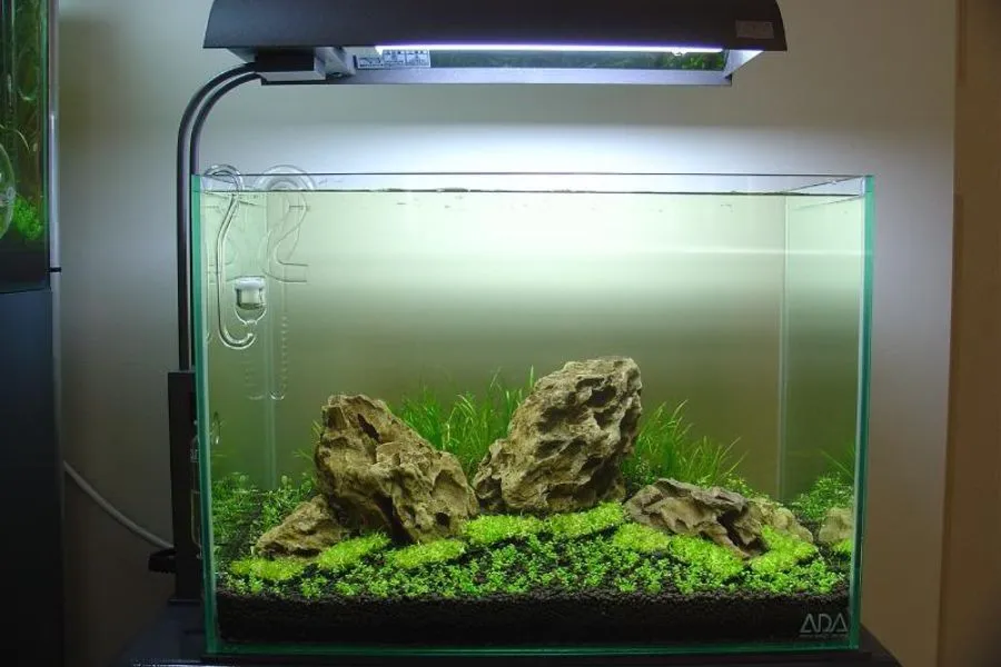 Hồ thủy sinh mini để bàn