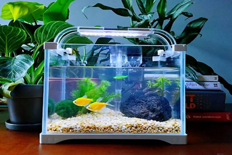Hồ thủy sinh mini để bàn