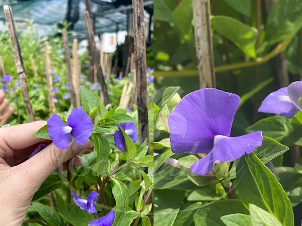 Cận cảnh hoa bướm xanh màu tím