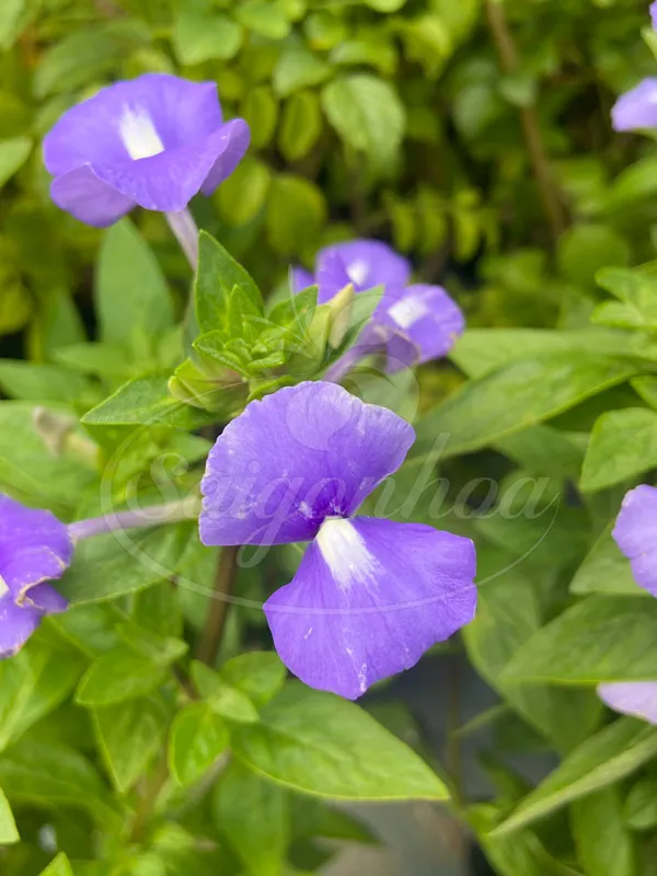 Những bông hoa tím hình cánh bướm rực rỡ