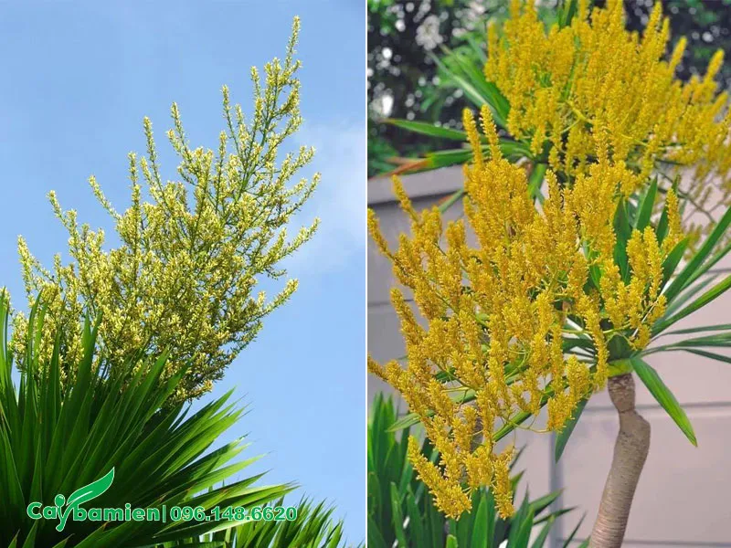 Chùm hoa của cây Phát Tài Núi mọc ở ngọn cành