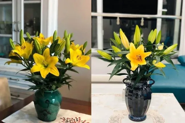 Hoa ly tượng trưng Tết