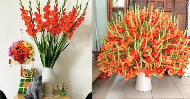 Hoa lay ơn chưng Tết