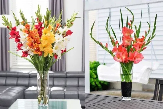 Hoa lay ơn chưng Tết