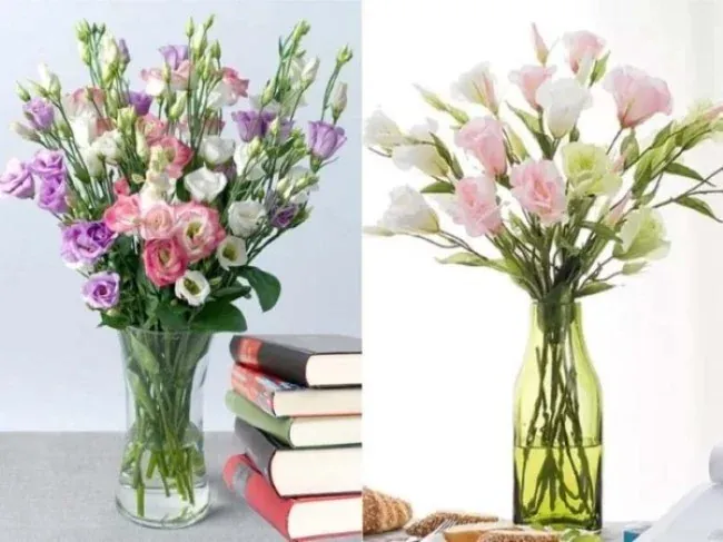 Hoa cát tường trang trí Tết trong nhà