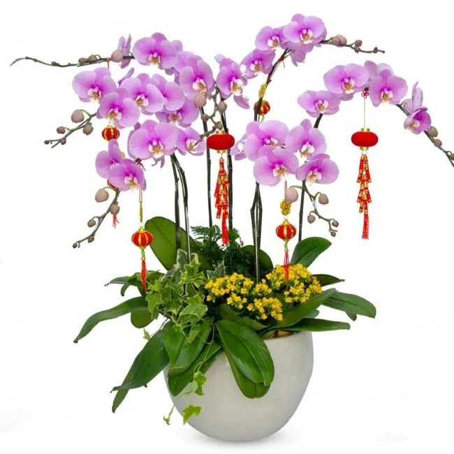 Hoa lan chưng Tết