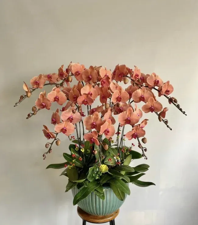 Hoa lan chưng Tết