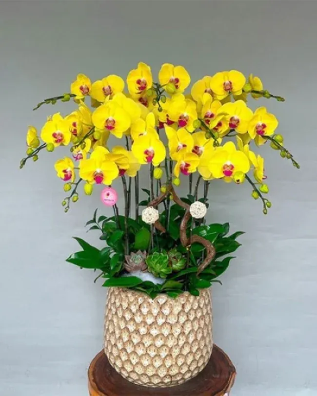 Hoa lan chưng Tết