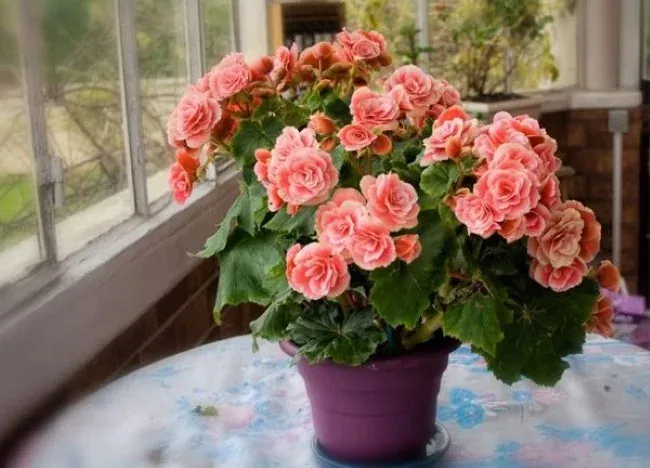 Hoa hải đường chưng Tết