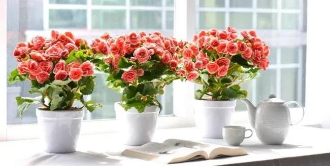 Hoa hải đường chưng Tết