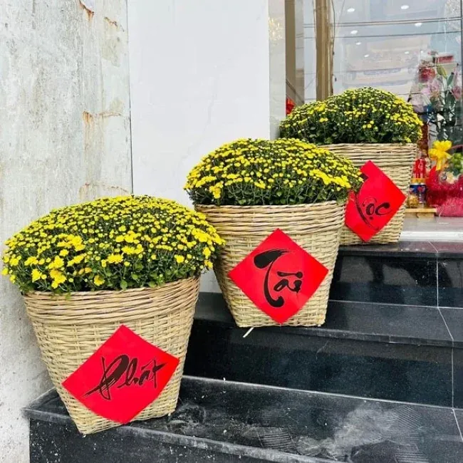 Hoa cúc mâm xôi chưng Tết