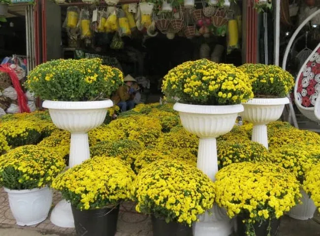 Hoa cúc mâm xôi chưng Tết