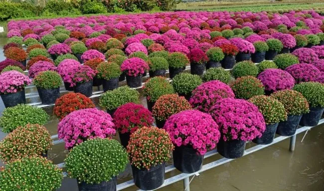 Hoa cúc mâm xôi chưng Tết