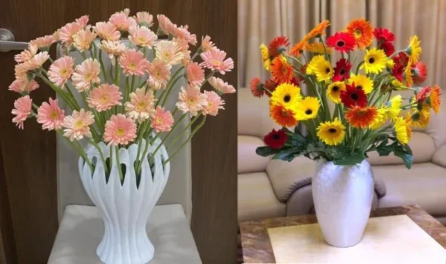 Hoa đồng tiền chưng Tết