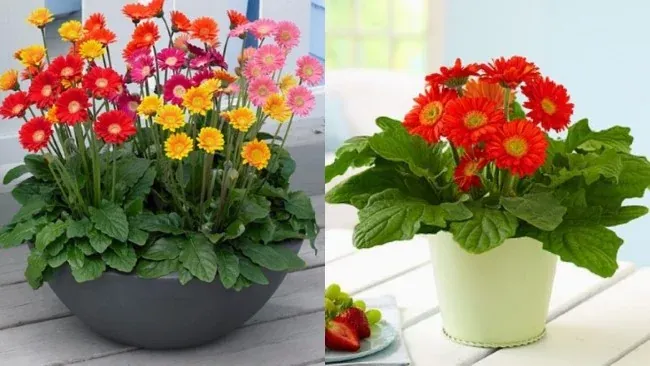 Hoa đồng tiền chưng Tết