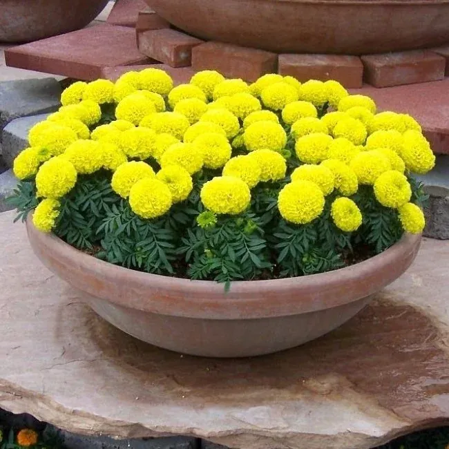 Hoa vạn thọ chưng Tết