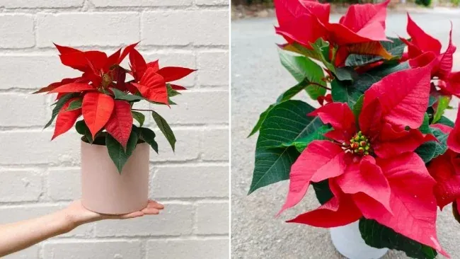 Hoa trạng thái nguyên chưng Tết