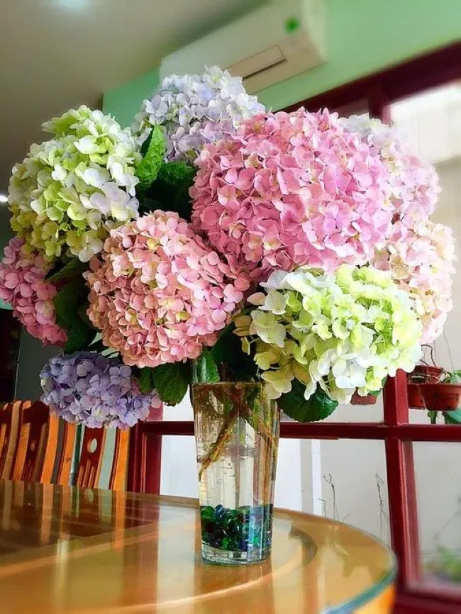 Hoa cẩm tú cầu chưng Tết