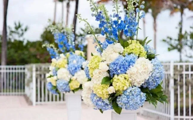 Hoa cẩm tú cầu chưng Tết