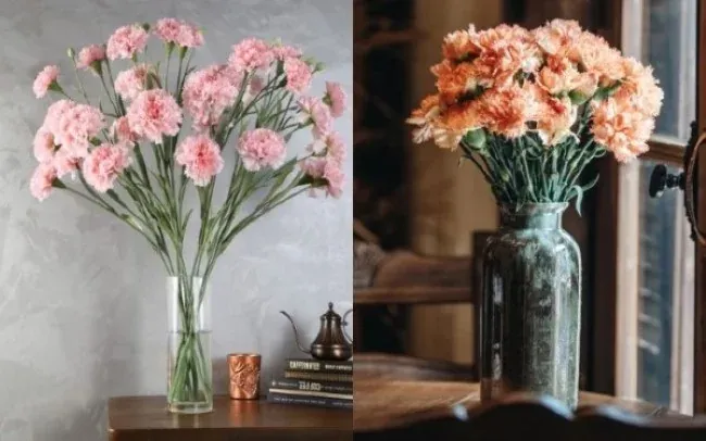 Hoa cẩm chướng chưng Tết