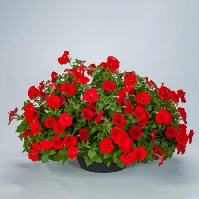 Hoa dạ yến thảo chưng Tết