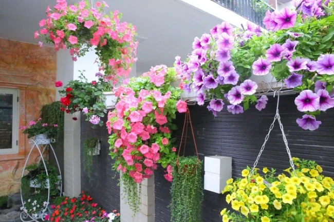 Hoa dạ yến thảo chưng Tết