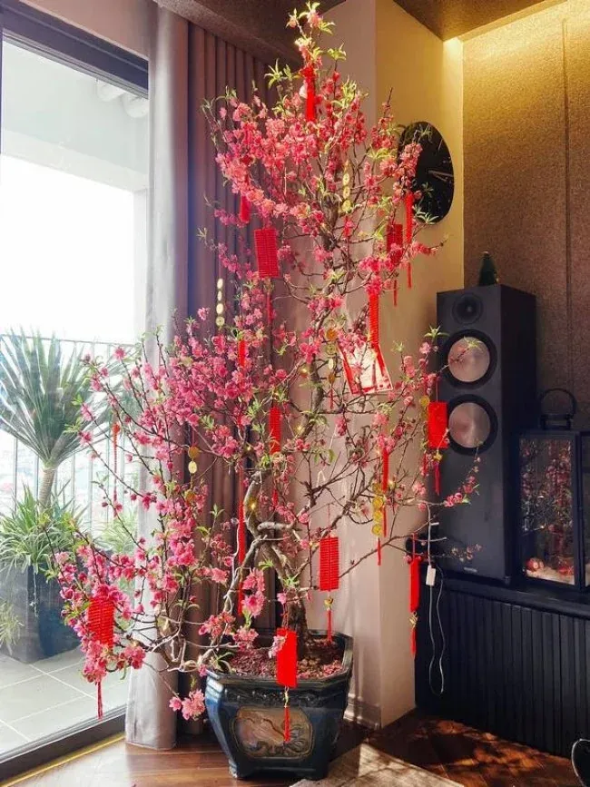 Hoa đào ngày Tết