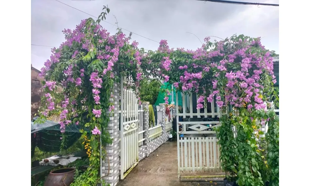 Nên trồng cây lan tỏi ở trước nhà giúp hút tài lộc