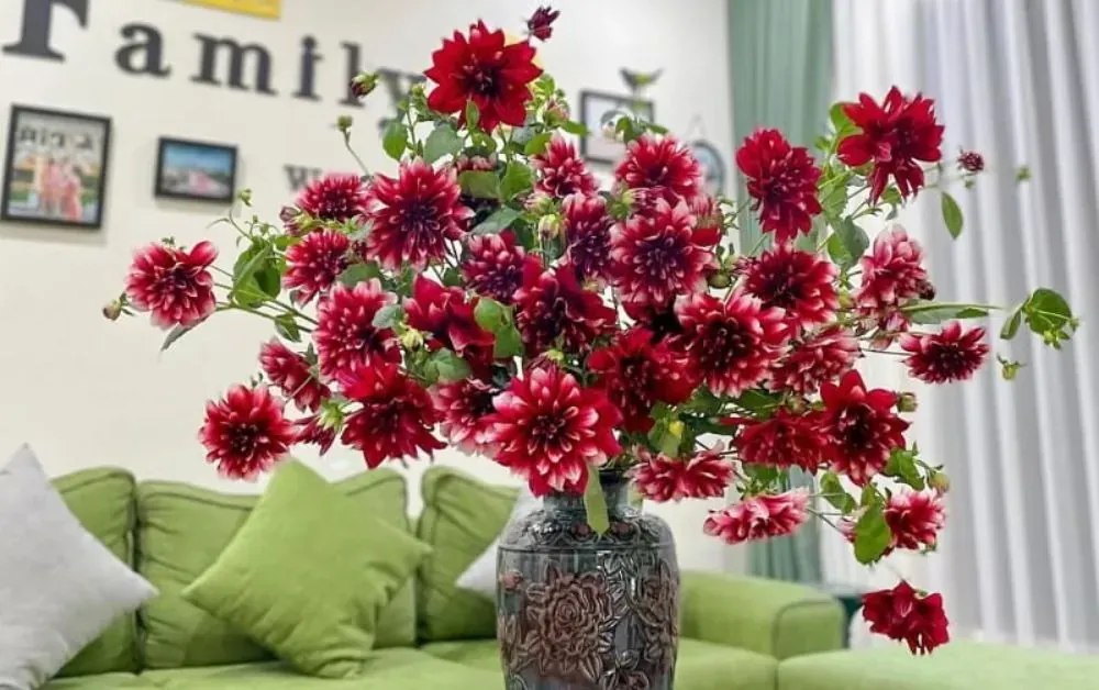 Thược dược có sẵn trong phòng khách