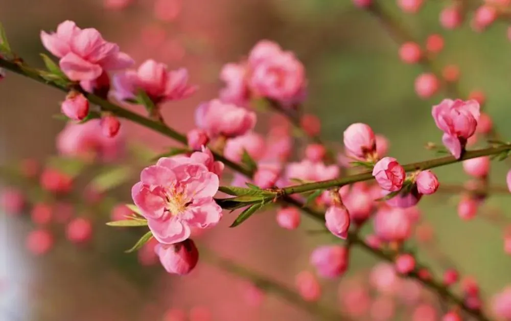Hoa đào ngày Tết Miền Bắc măm mại, dịu dàng